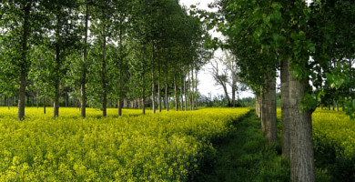 Exploitation en agroforesterie