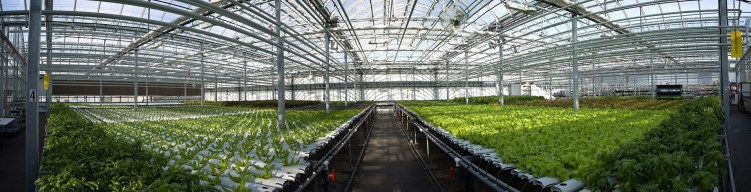 Serre de la ferme LUFA à Montréal