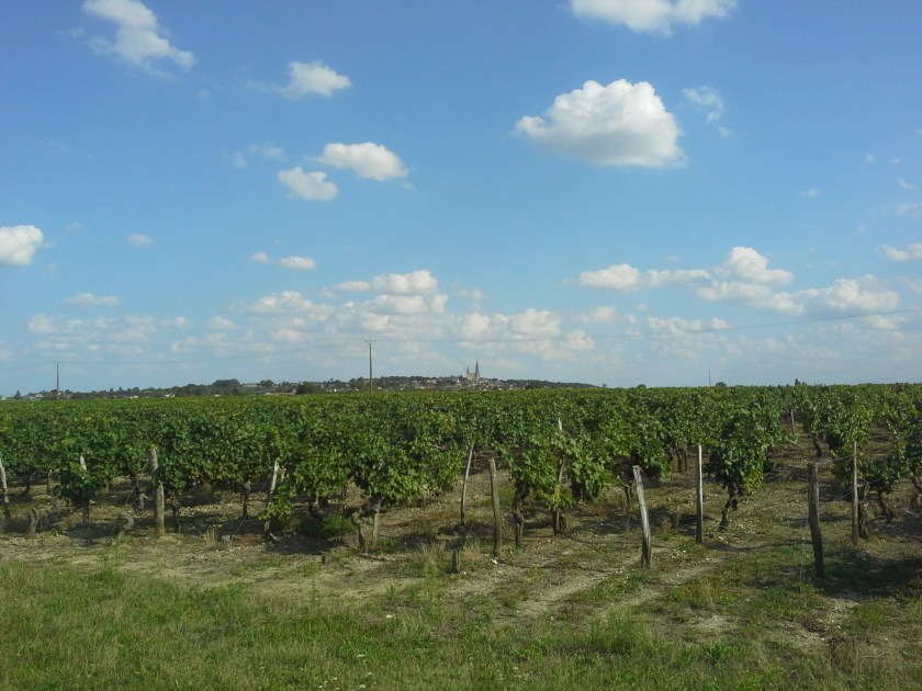 Paysage viticole et horizon bâti dominé par une Collégiale (commune du Puy-Notre-Dame en Maine-et-Loire)