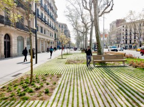 Comme un arbre dans la ville Site et Cité Arbre urbain fosse souffrance biologie naturel